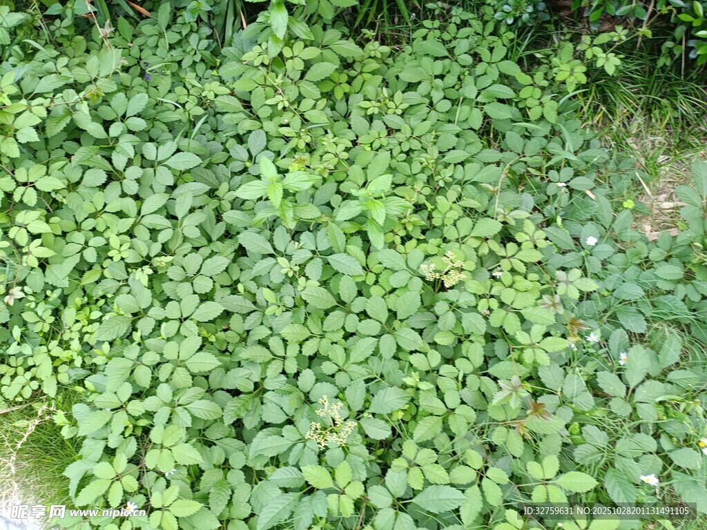 翠绿繁茂的地面爬藤植物