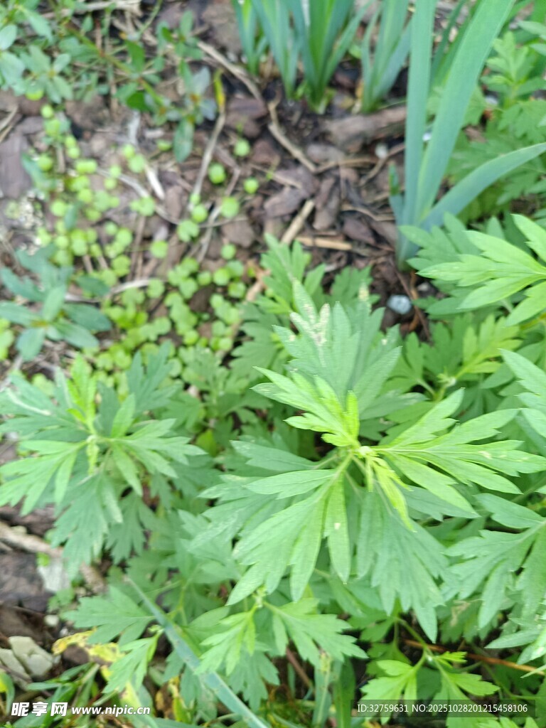 嫩绿艾草生机盎然