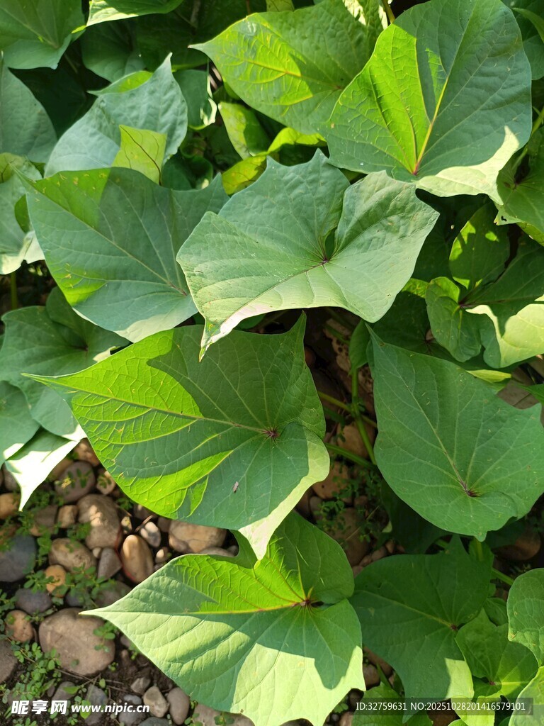 绿叶葱茏的植物景观