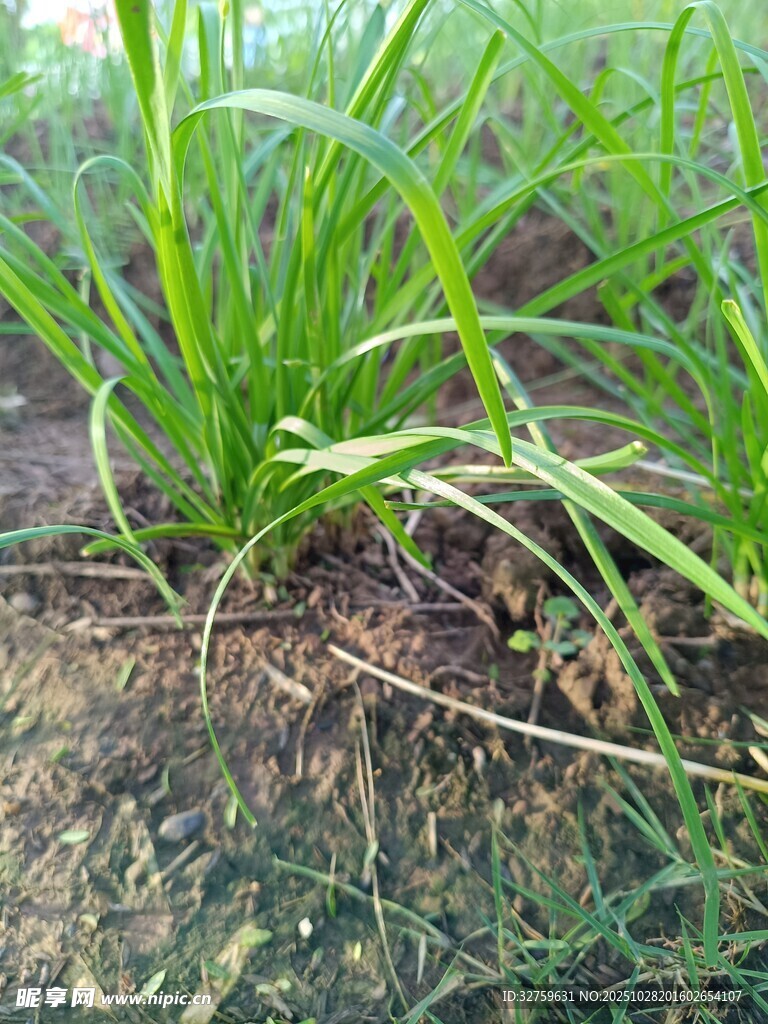 嫩绿葱苗扎根于泥土中