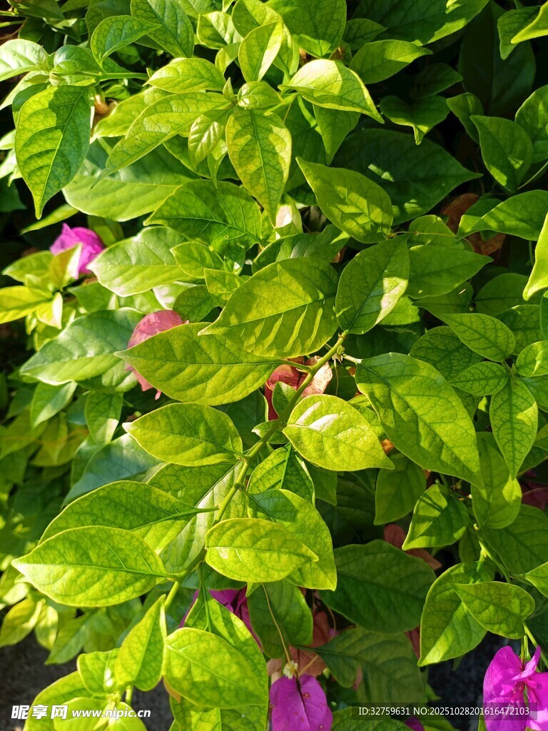 绿叶间绽放的紫色花朵