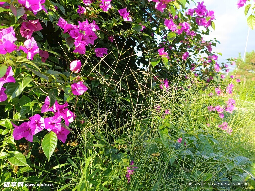 繁花盛开的烂漫野外景色