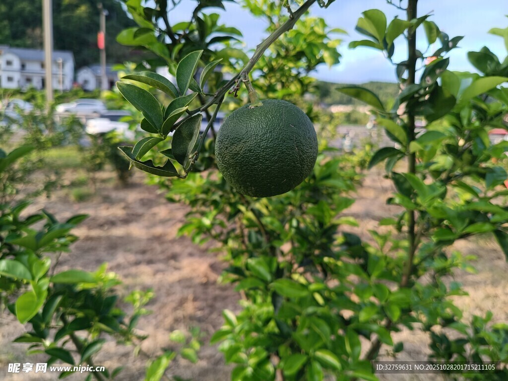 枝头挂着的青绿色果实