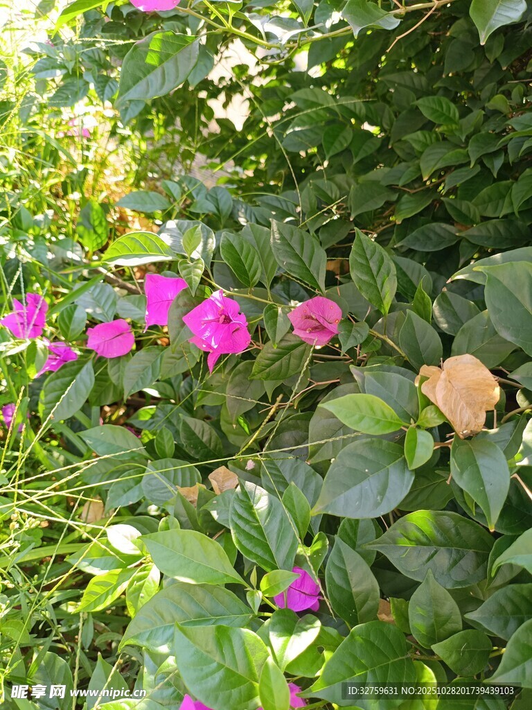 绿叶丛中的娇艳三角梅