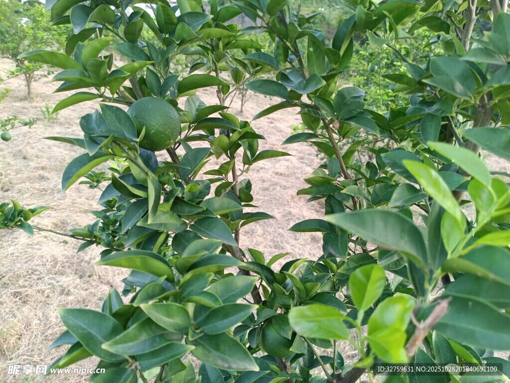 绿叶繁茂的植物