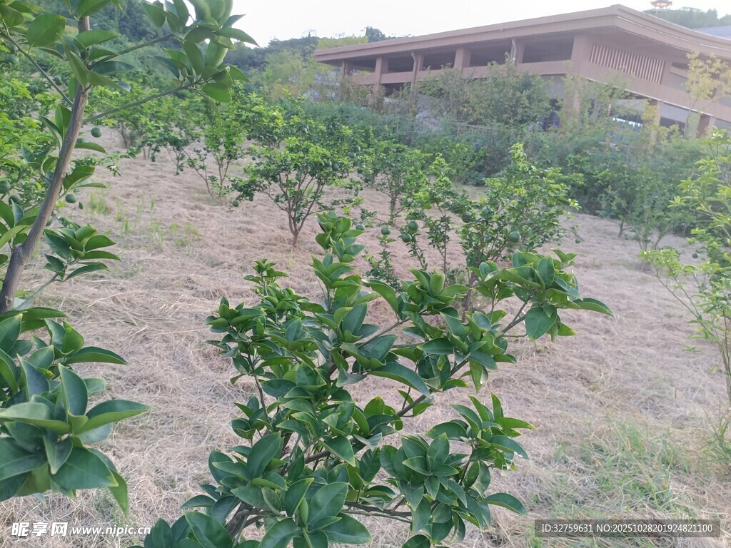 果园绿植与远处建筑景观