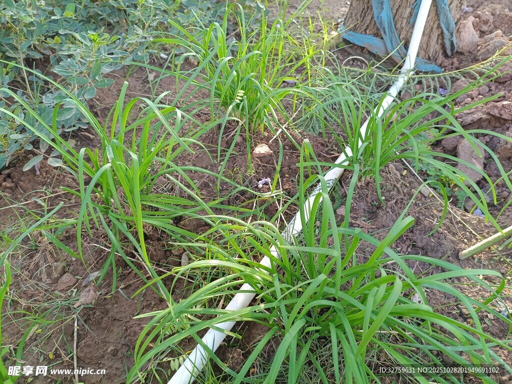 田间葱类植物生长景象