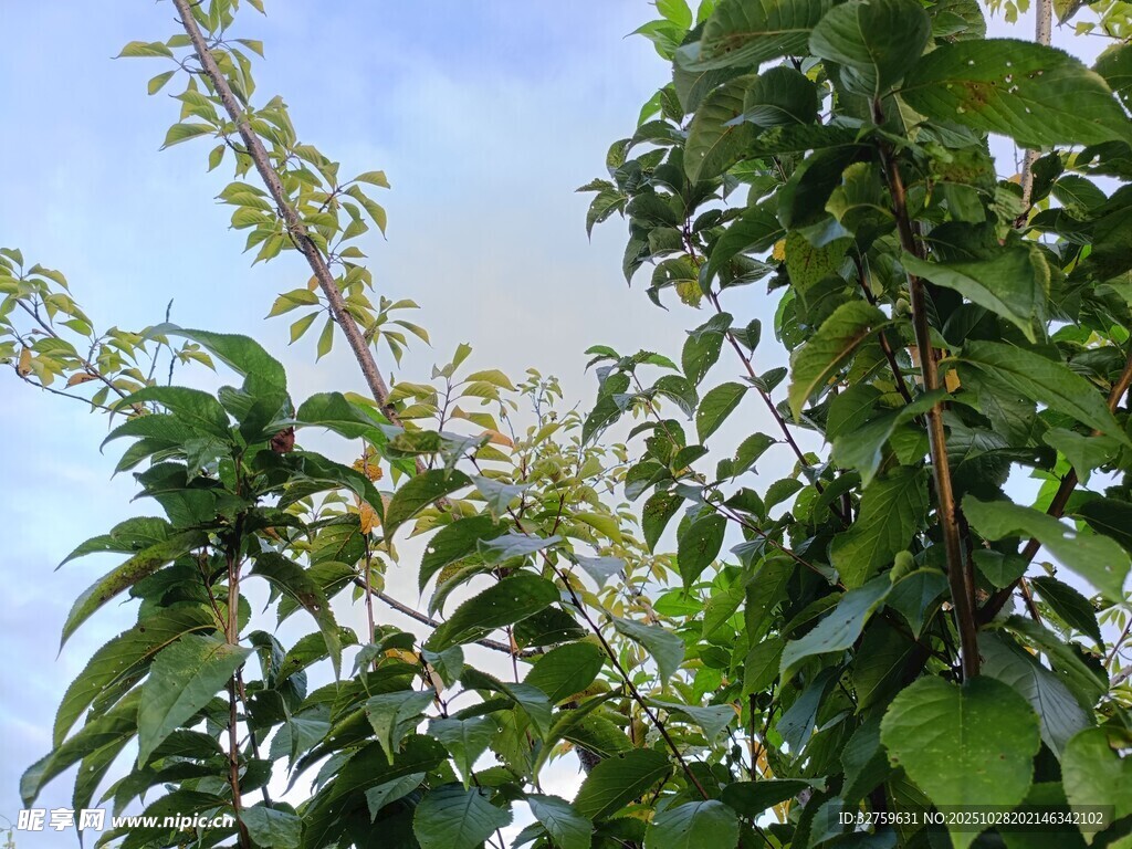 绿叶繁花的繁茂植物
