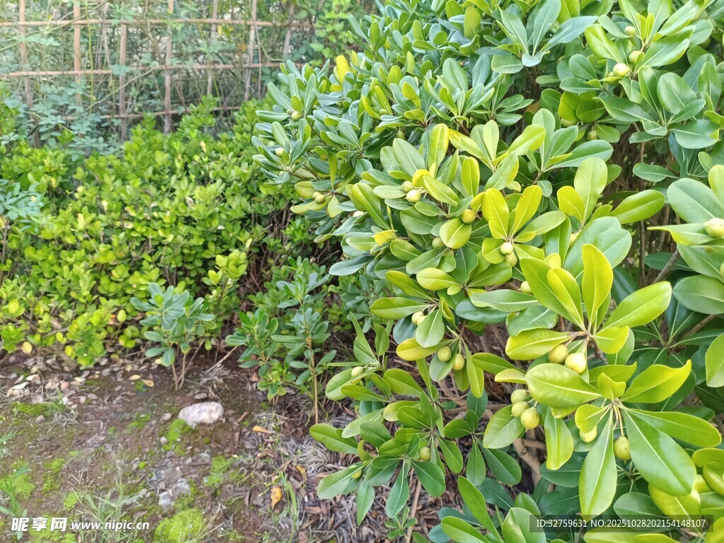 绿意盎然的庭院植物景观