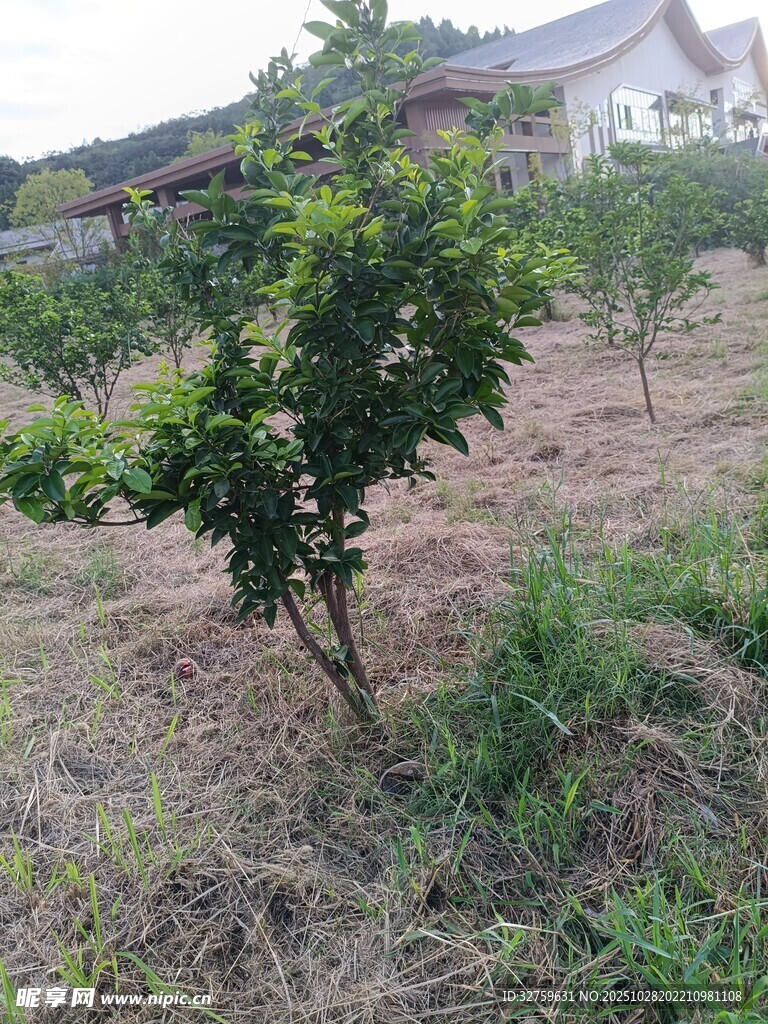 果园中的一棵柑橘小树