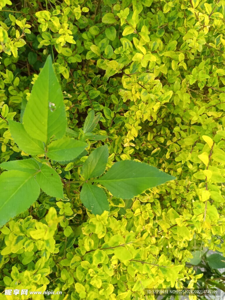 绿叶丛中一株清新植物