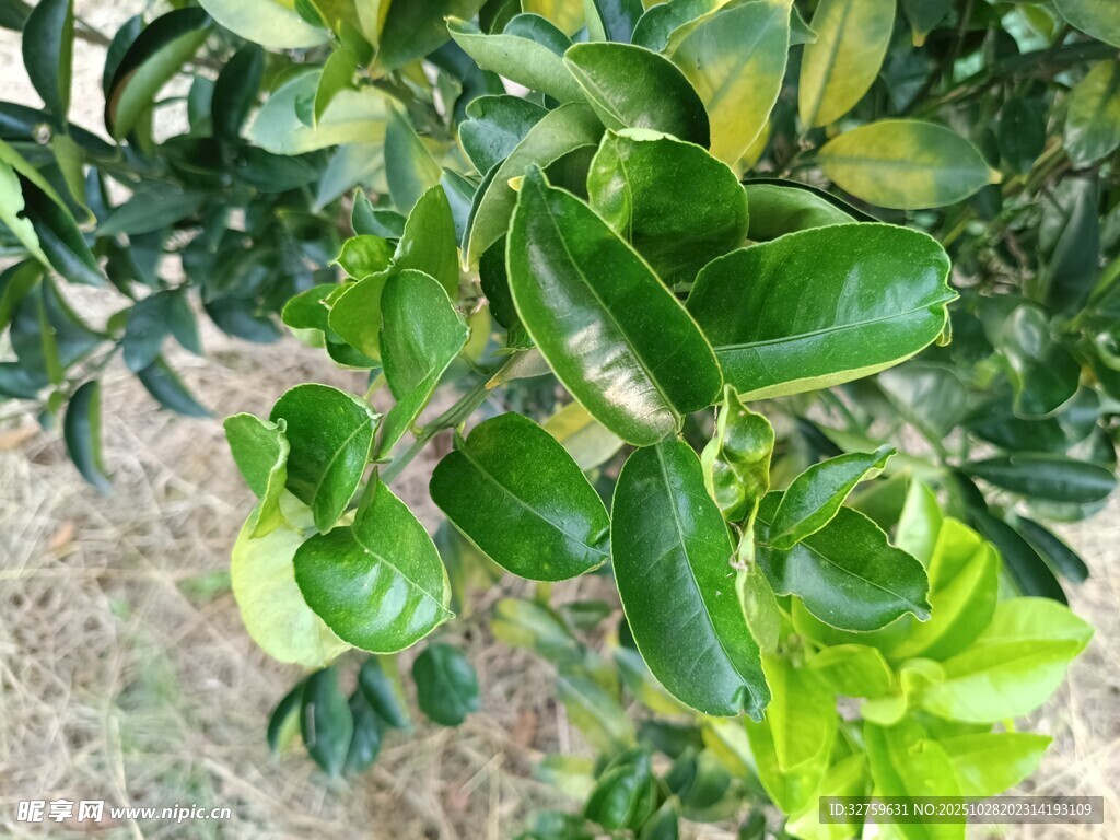 翠绿繁茂的绿植特写