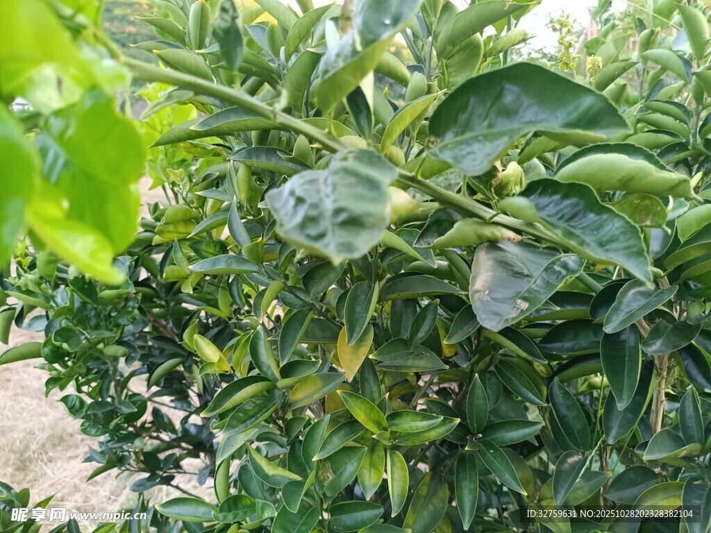 果园里带霜的青橘果实