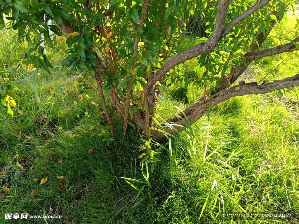 阳光下的绿树与草地