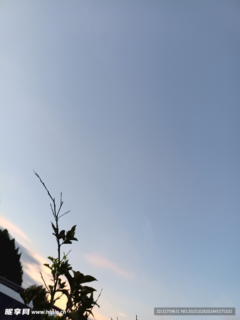 蓝天映衬下的植物剪影