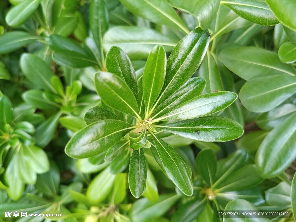 翠绿海桐叶特写