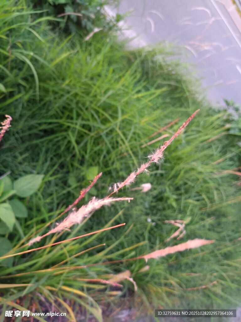 路边摇曳的绿色野草