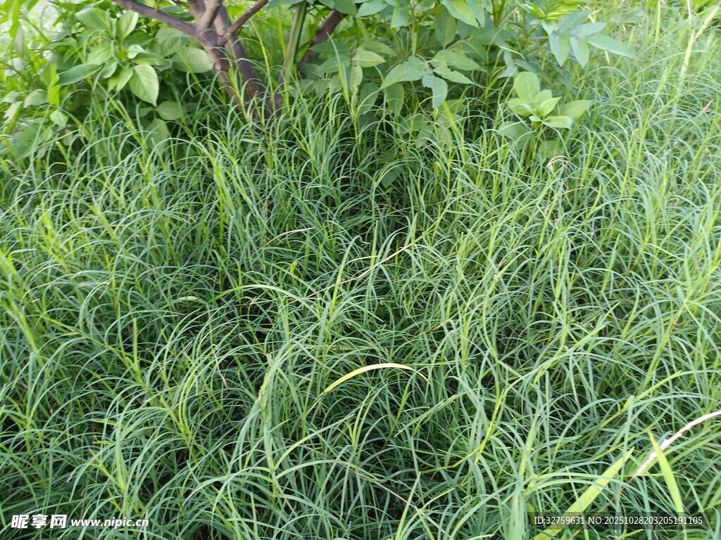 茂盛草地绿意盎然