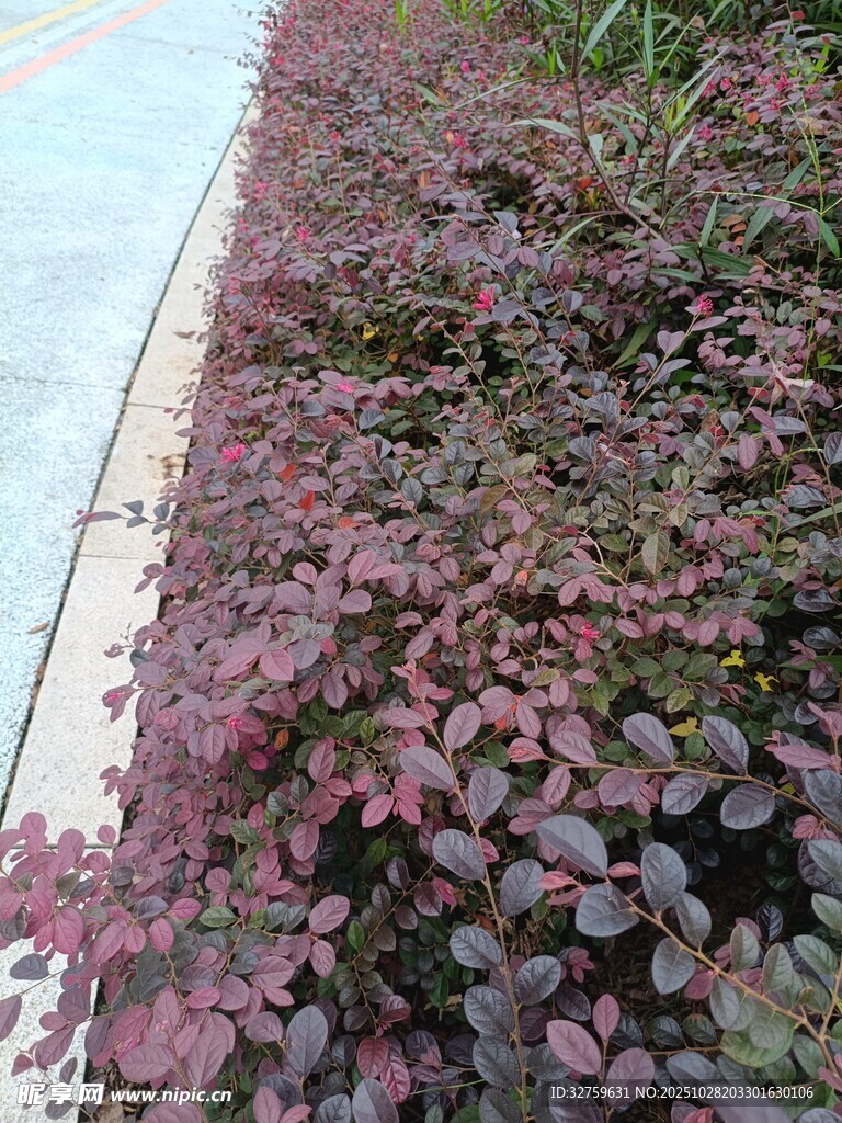 紫叶小檗植物景观