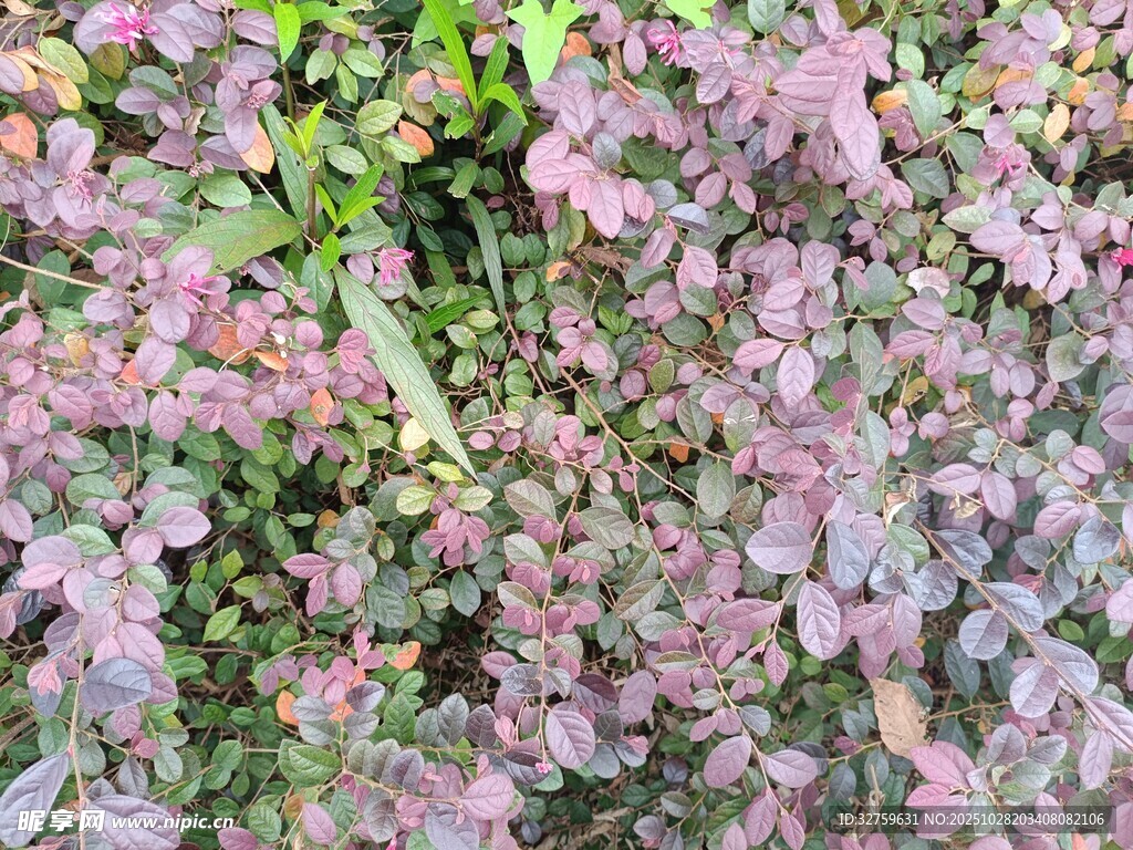 紫色繁茂植物景观