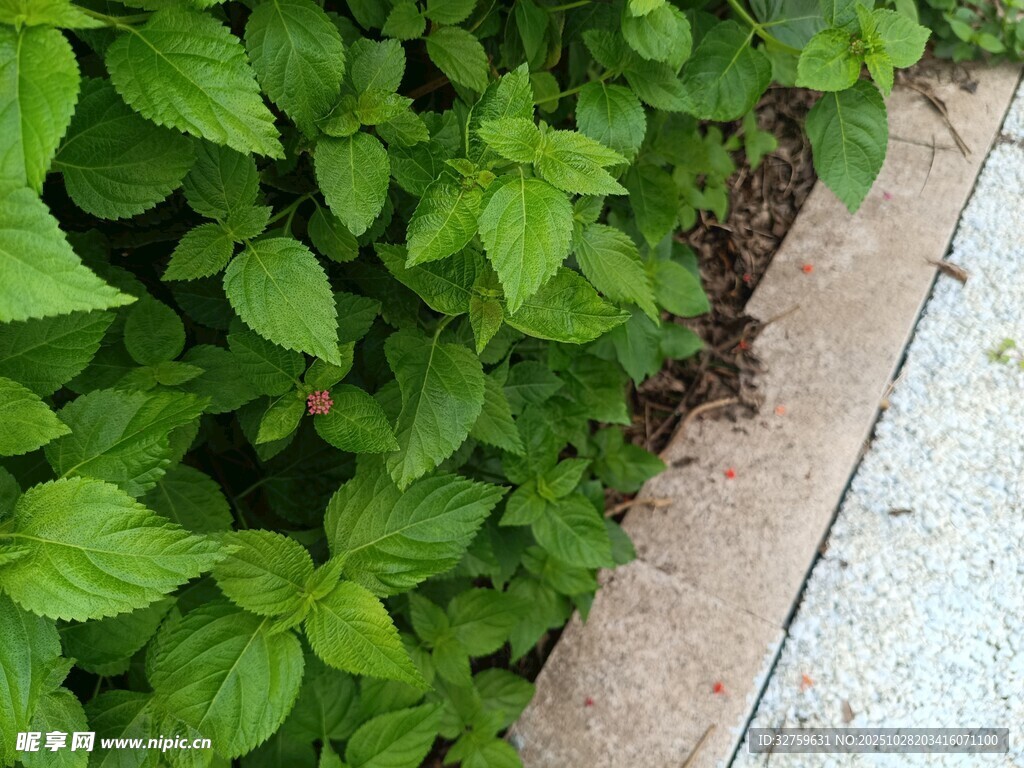 路边翠绿植物生机盎然