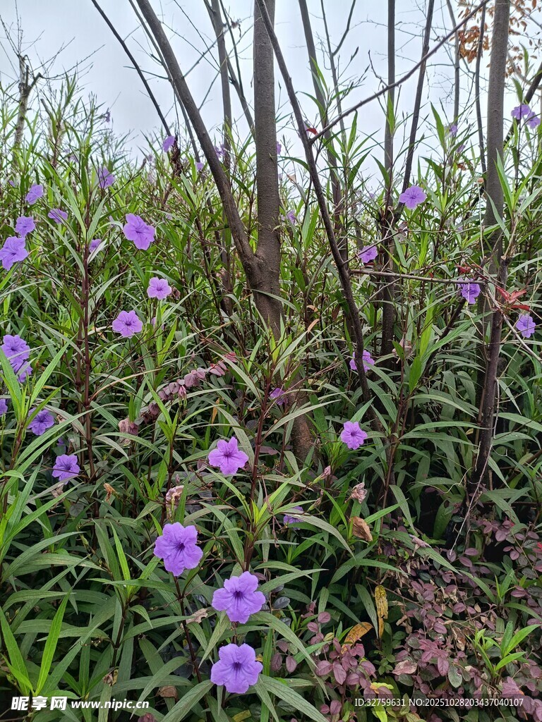 草丛中的紫色小花绽放