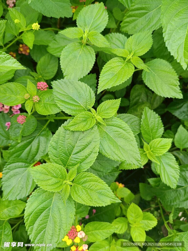 绿叶间点缀粉色小花