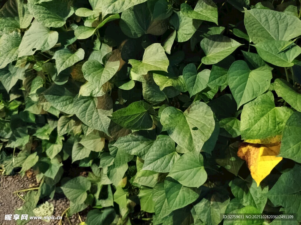 绿叶丛中的一抹黄色花朵