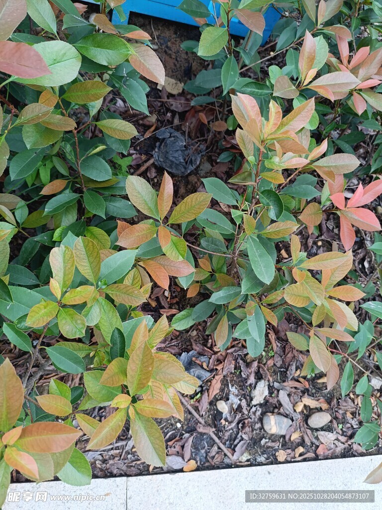 多彩叶片植物景观