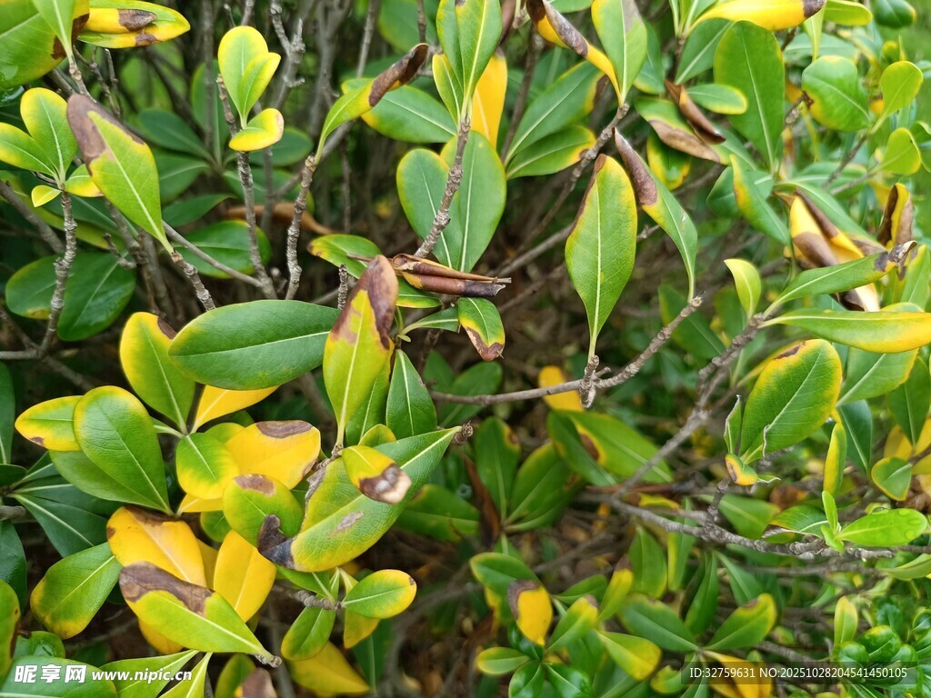 黄绿相间的繁茂植物
