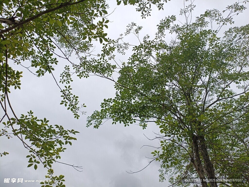 仰视绿树与天空景致