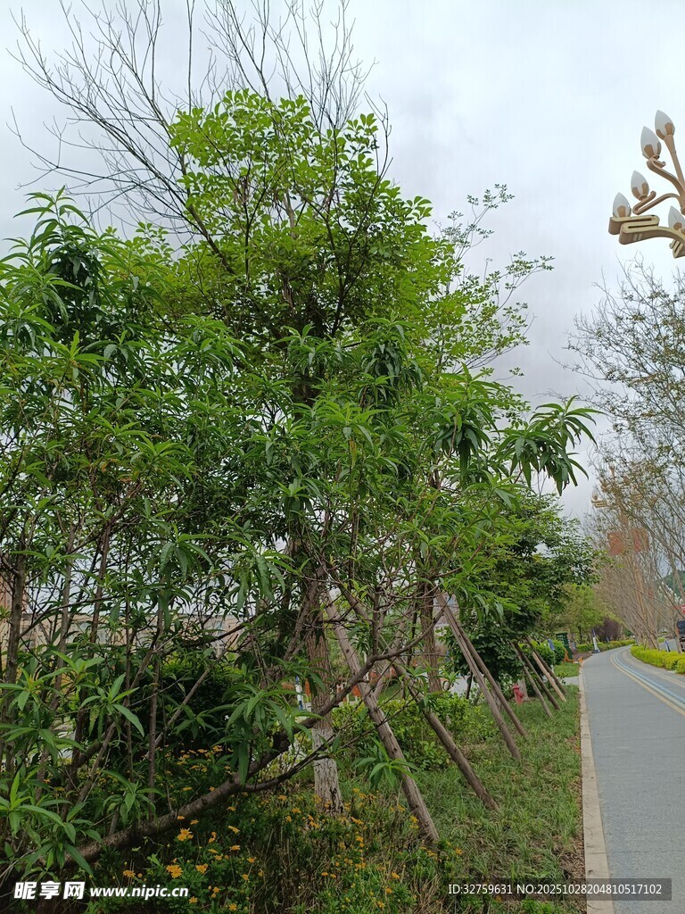 户外繁茂绿植景象