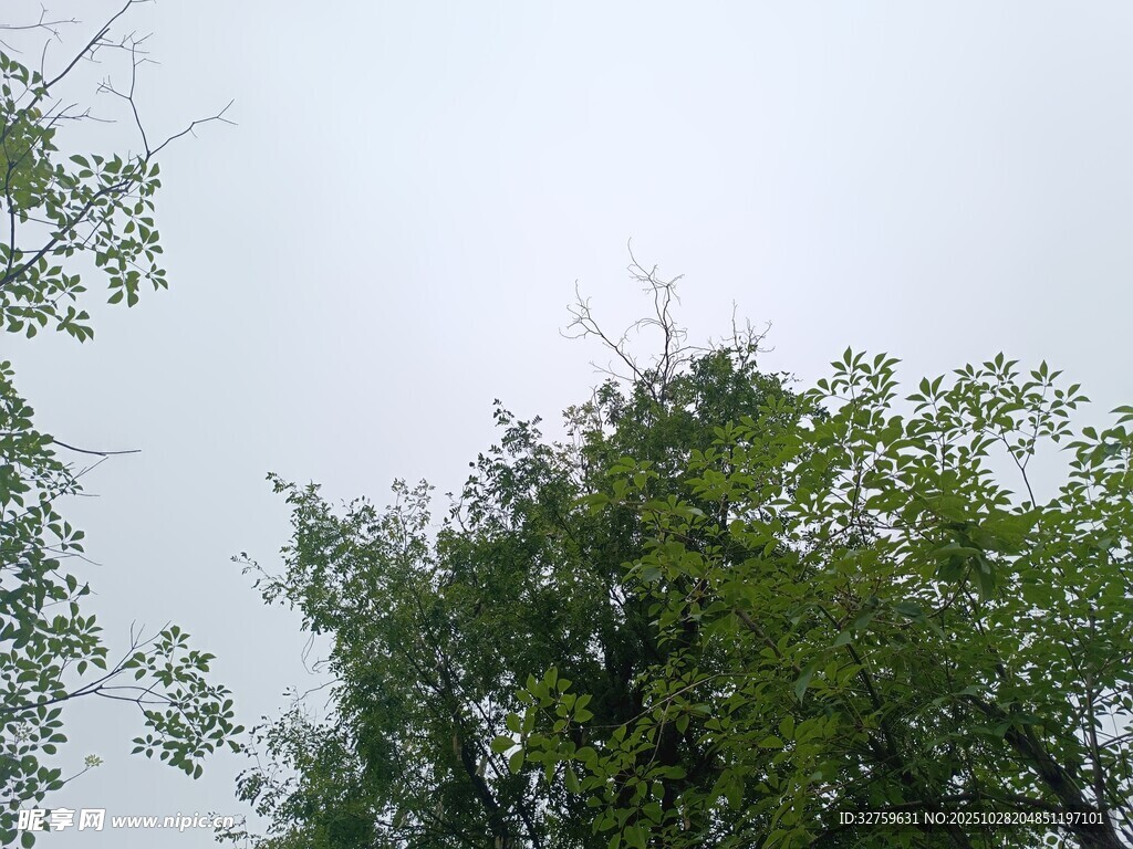 绿树蓝天的自然景致