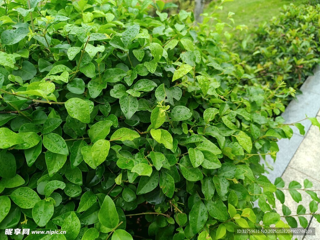 翠绿繁茂的丛生植物