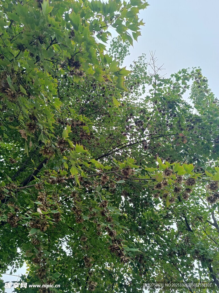 树上成群飞鸟景象