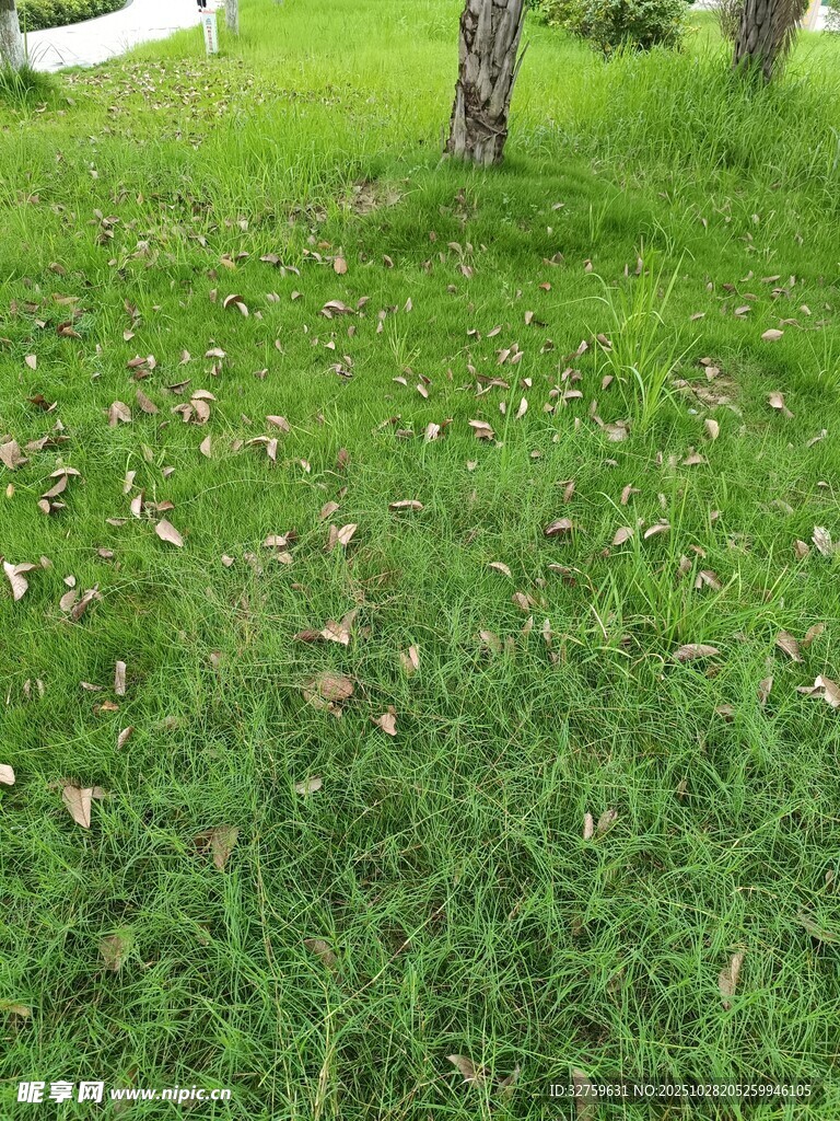 草地中的树木与散落枯叶