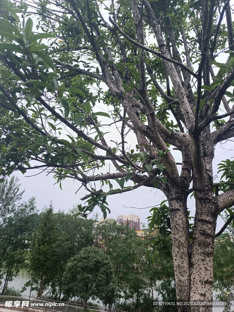 户外高大树木景观