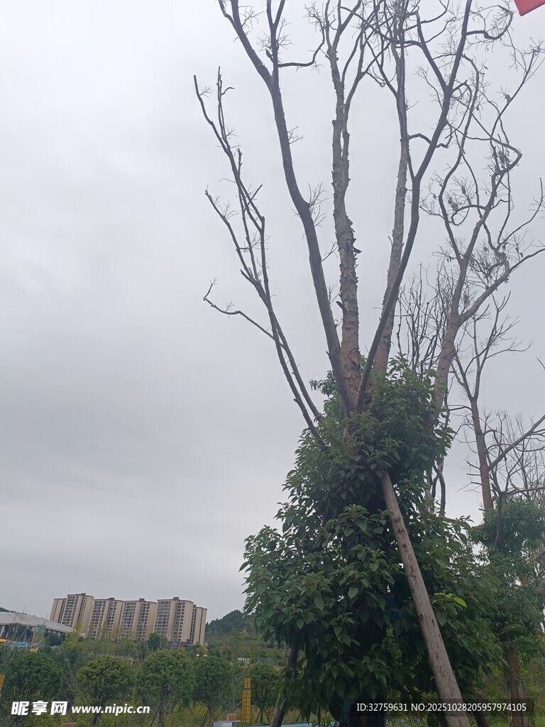 枯树立于绿植间