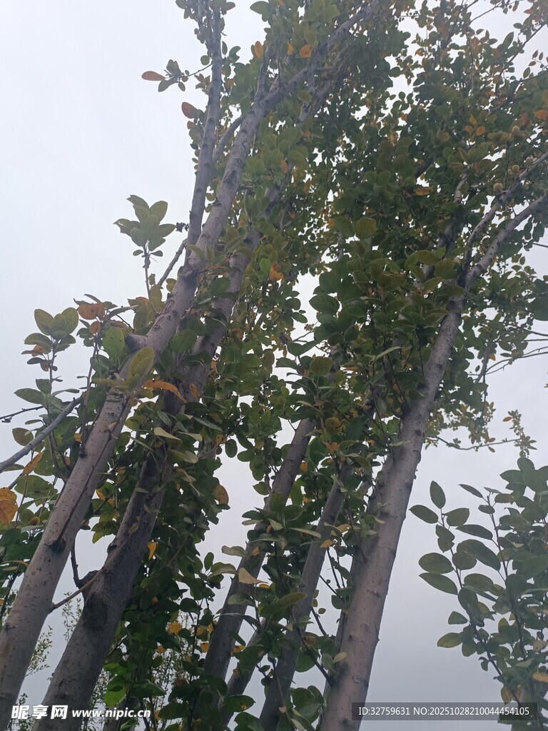 高耸树木与繁茂枝叶