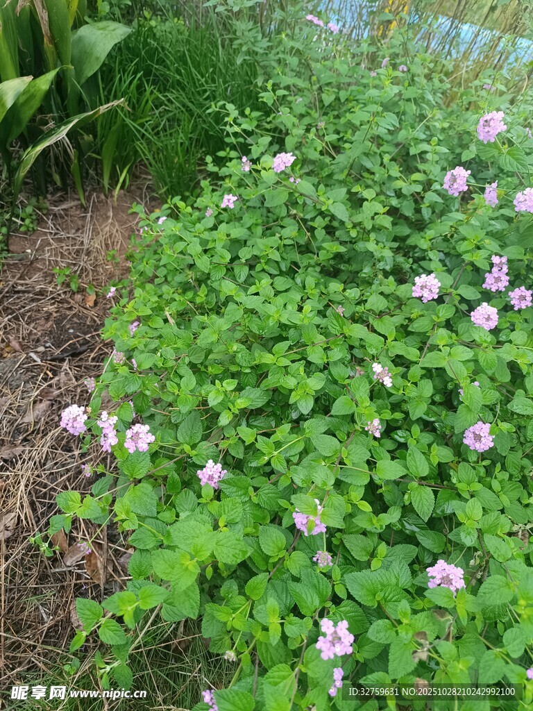 绿叶丛中绽放的粉白小花