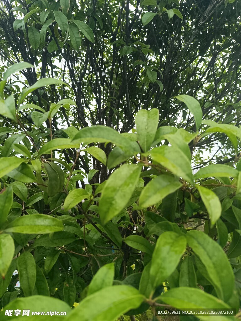 翠绿繁茂的枝叶景观