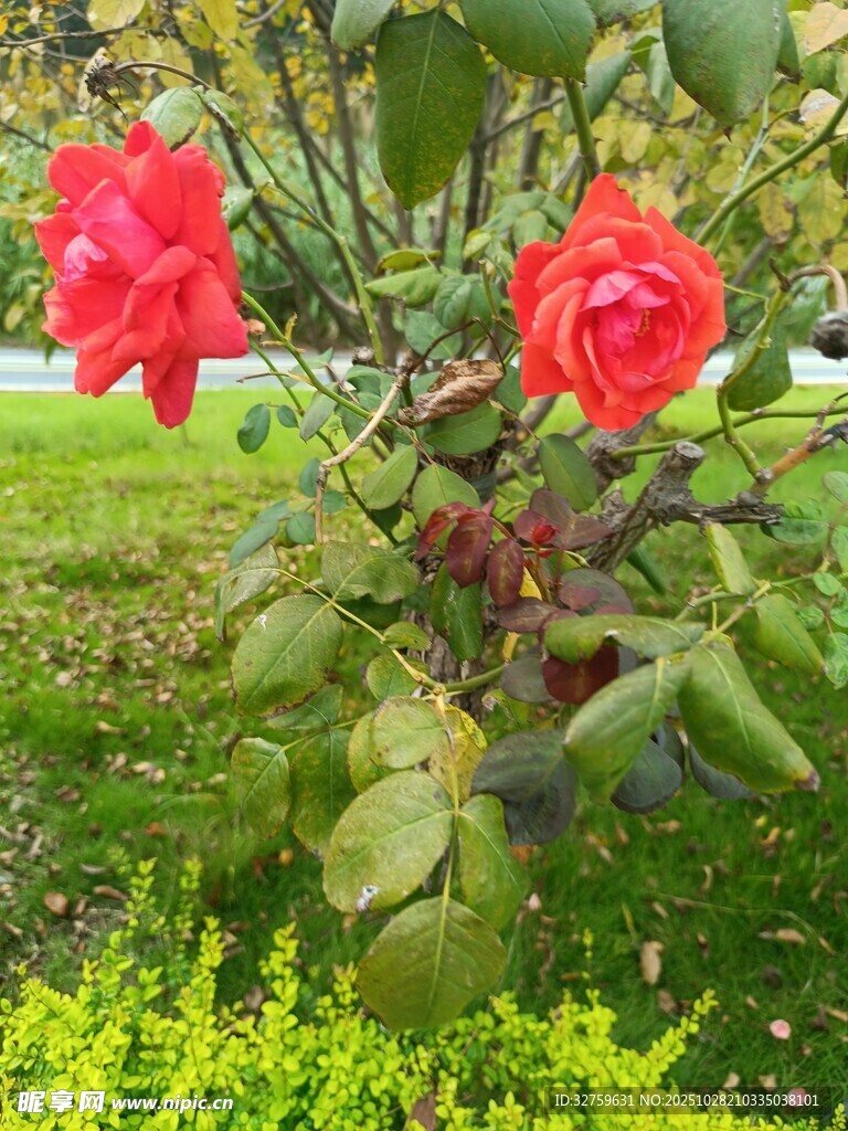 娇艳红玫瑰绽放于绿地