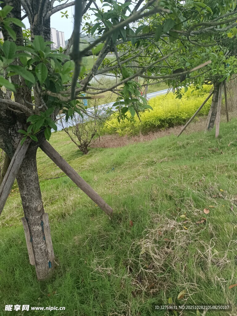 乡村草地旁的树木景象