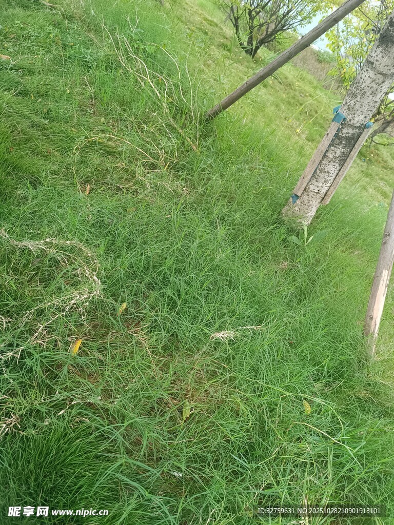 林间草地绿意盎然