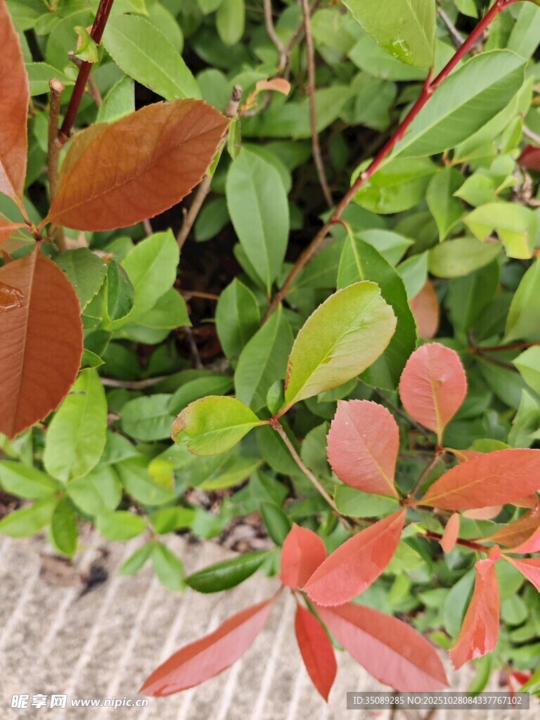 多彩叶片植物特写