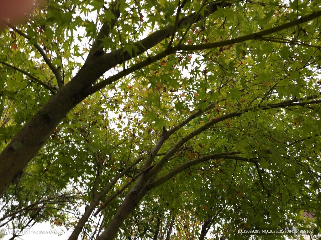 仰视茂密树林绿意盎然