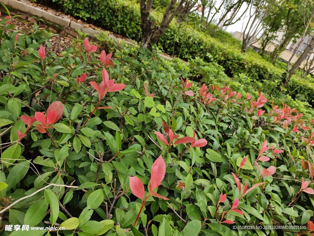 绿叶丛中绽放的红色花卉