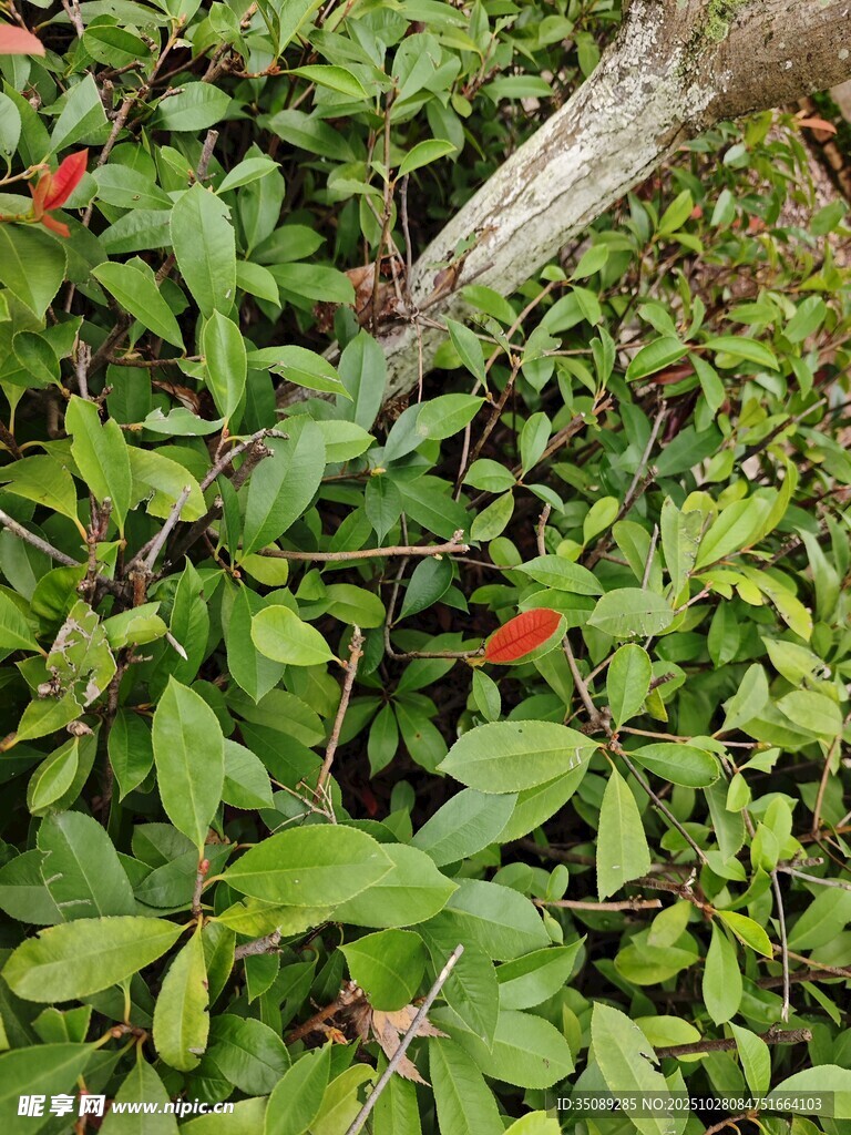 绿叶丛中的红色小花