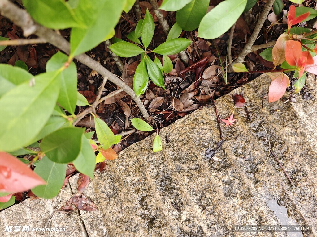 地面旁的绿植与红色果实