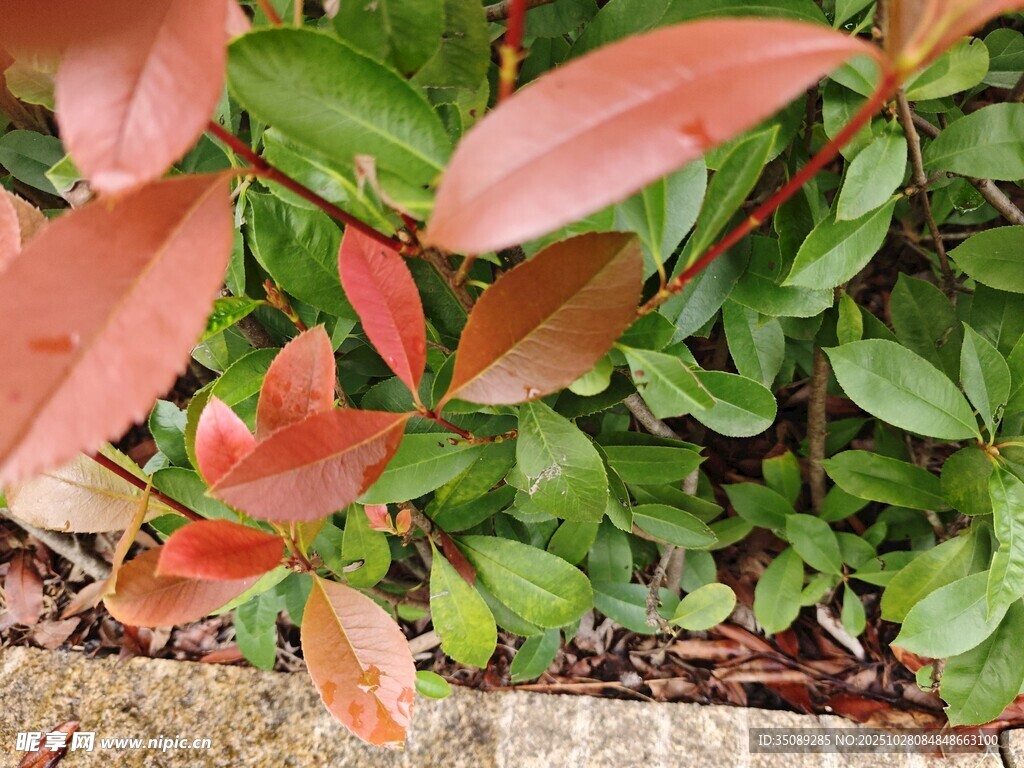 红叶绿植特写